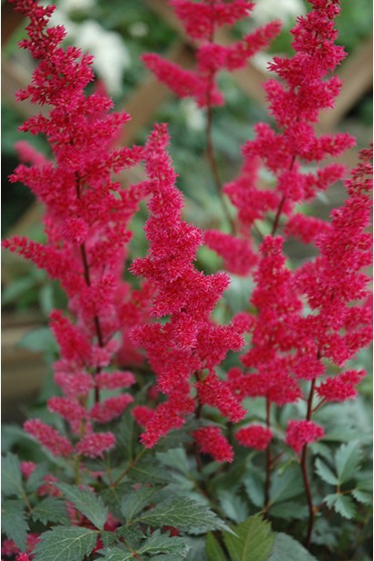 Астильба гібридна Фанал червона